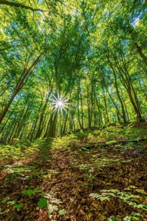 Sun star in a deciduous forest in summer