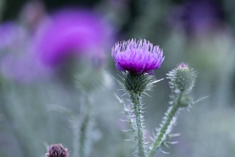 Flowering thistle