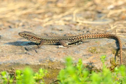 Common wall lizard