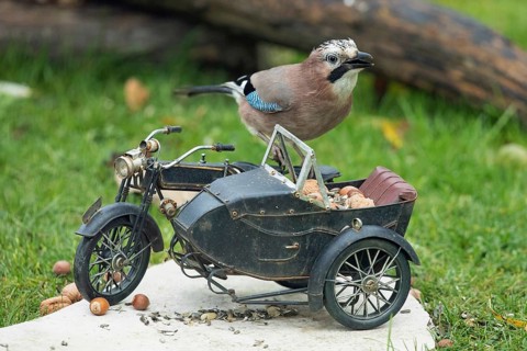 Eurasian Jay on motorbike with food standing on stone slab in green grass seen from front right