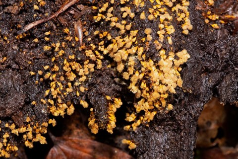 Yellow false hairy mushroom many fruiting bodies with fuzzy yellowish heads next to each other on tree trunk