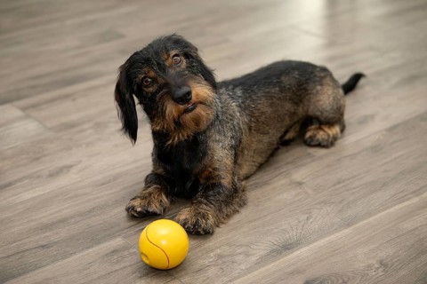 Rough-haired dachshund
