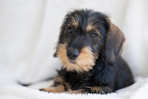 Rough-haired dachshund