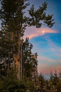 Group of trees in the morning with full moon