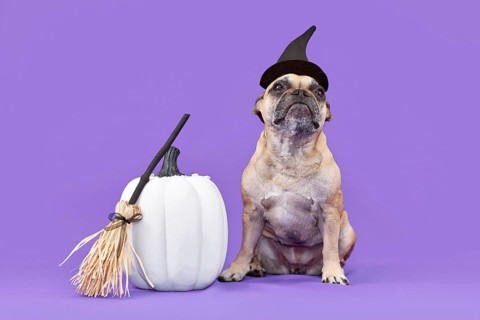 French Bulldog dog with Halloween costume witch hat next to cauldron on purple background