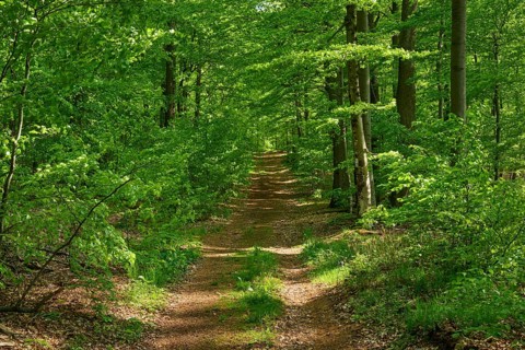 Path