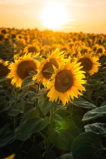 Huge sunflower field at sunset