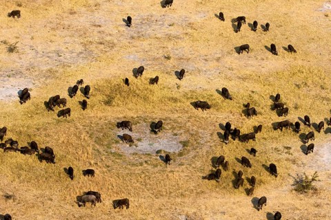 African buffalo