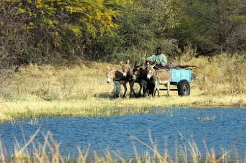 Donkey carts by the river