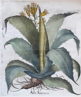 Agave