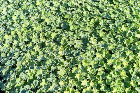 Large quantity of green