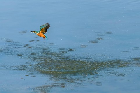 European Kingfisher