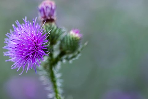 Flowering thistle