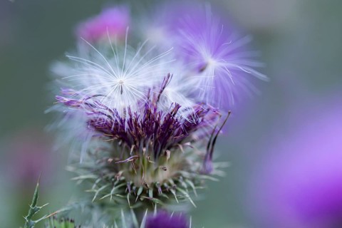 Flowers and seeds of a thistle