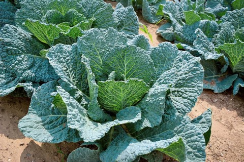 Savoy cabbage with crinkled leaves growing in field