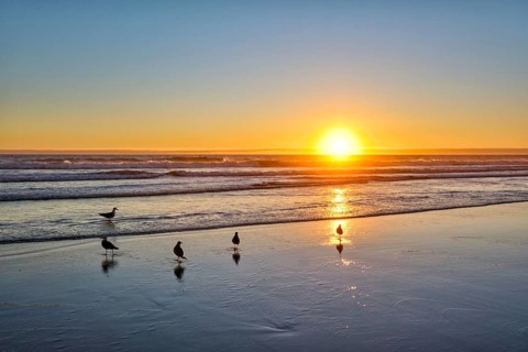 Seagulls on beach sund at atlantic ocean sunset with surging waves at Fonte da Telha beach