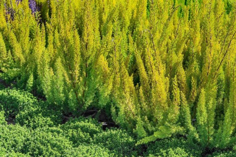 Shrub veronica and tree heath in a garden centre