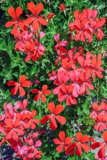 Geraniums