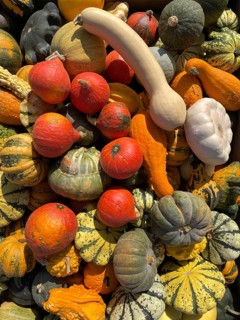 Many pumpkin varieties