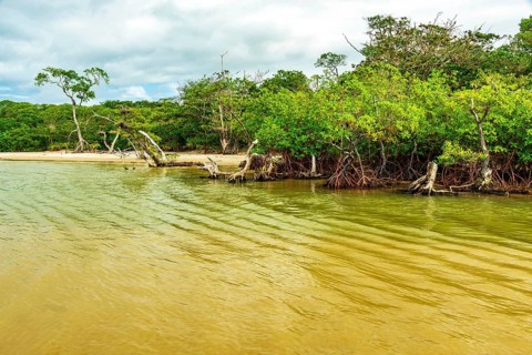 Beach surrounded by maggroves in Serra Grande on the south coast of Bahia