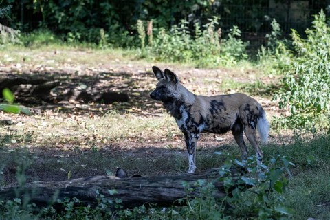 African wild dog