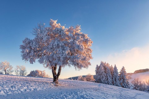 Winter landscape