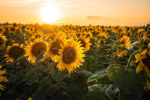 Huge sunflower field at sunset