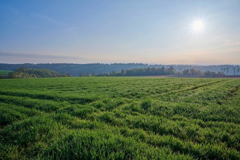 Grain field