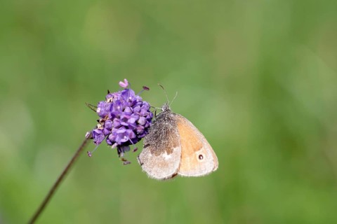 Close-up