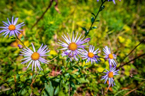 Flowers of a european michaelmas daisy