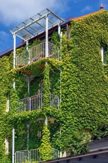 With boston ivy