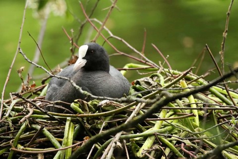 Common coot