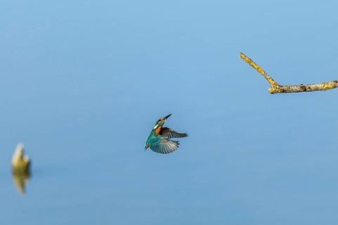 European Kingfisher