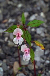 Himalayan balsam