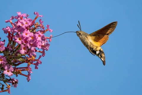 Hummingbird hawk-moth