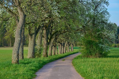Field path