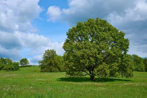 Oak tree