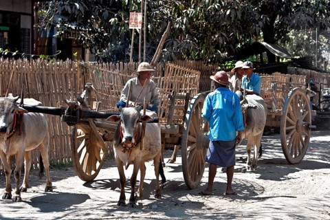 Ox cart in village
