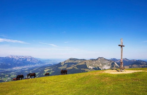 Herd of horses at the summit cross on Trattberg with a view of Schlenken and Schmittenstein