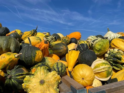 Many pumpkin varieties
