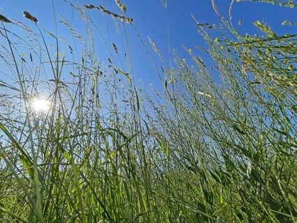 Meadow