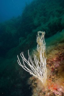 White gorgonian