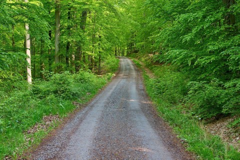 Path