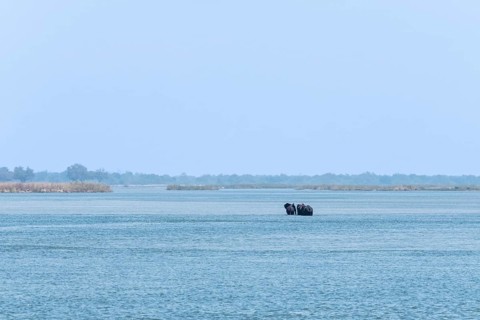 Elephants
