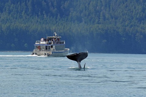 Fluke of a diving humpback whale in front of tourist boat