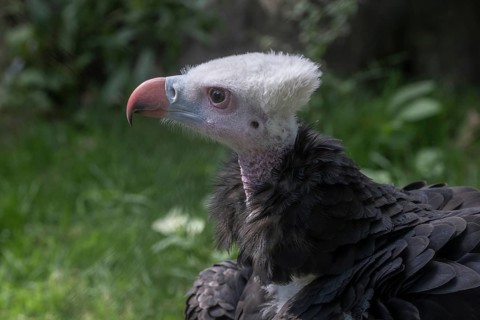 Woolly-headed Vulture
