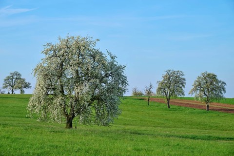 Pear trees