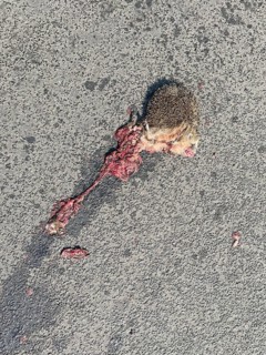 European hedgehog