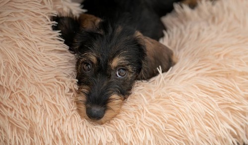 Rough-haired dachshund