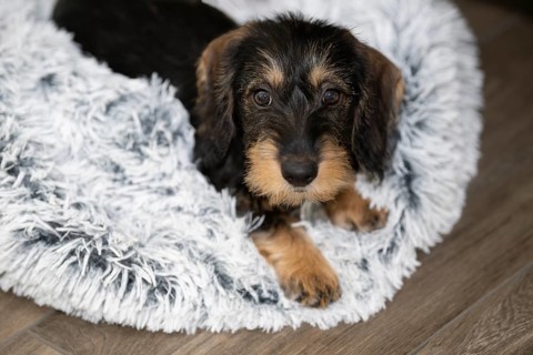 Rough-haired dachshund